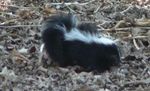 skunk.jpg