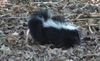 skunk.jpg