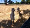 llamas.jpg