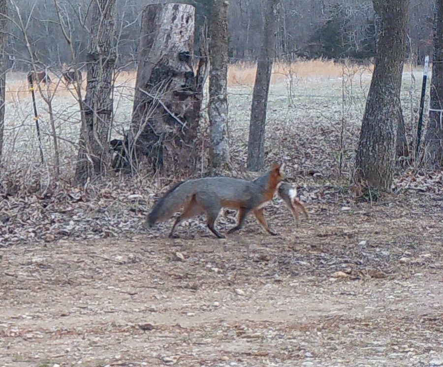 Fox w rabbit 2.jpg