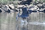 Heron fishing