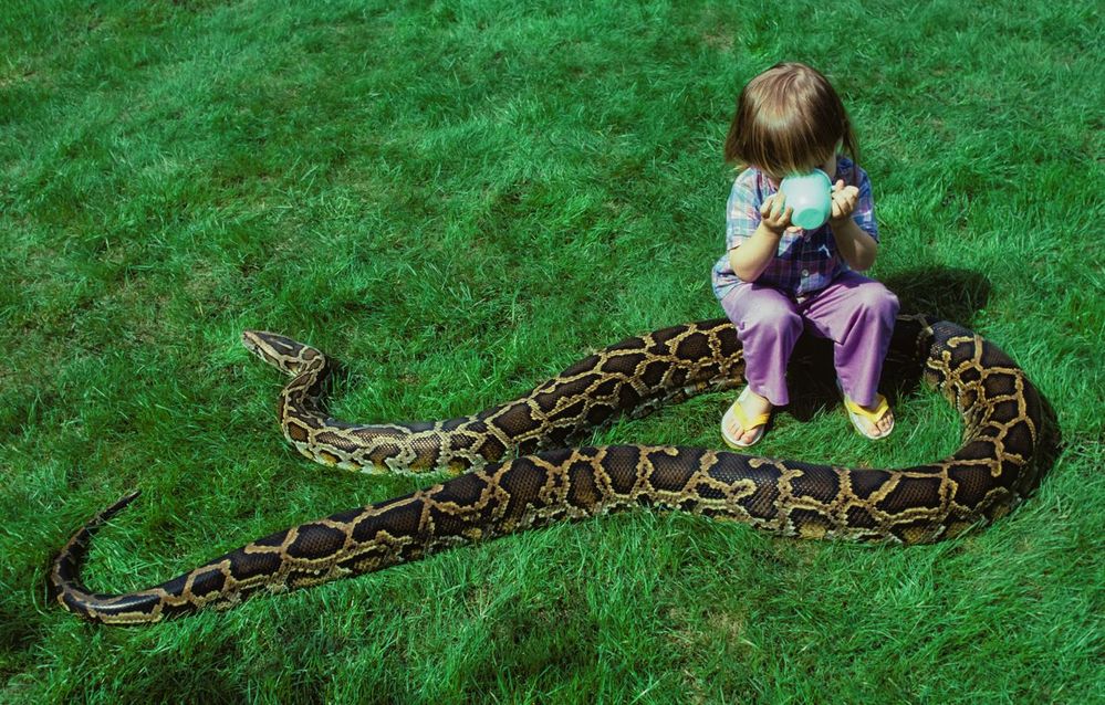 Aless sipping tea on her favorite 'stool' (Lumpi the Burmese python)