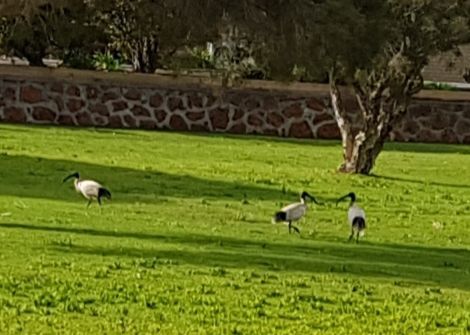 Australian White Ibis