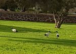 Australian White Ibis