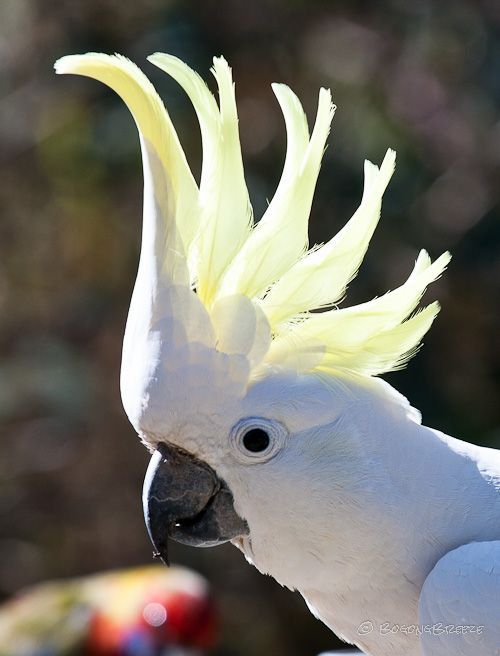 A close up of the crest on the sulphur crested cockatoo.