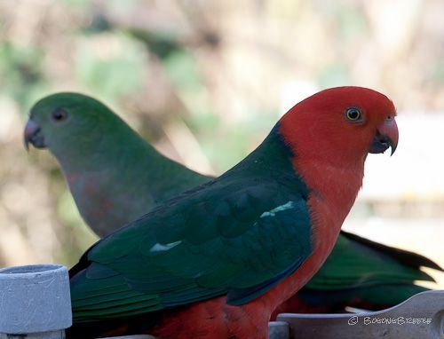 Showing the vibrant colours of the King Parrot.