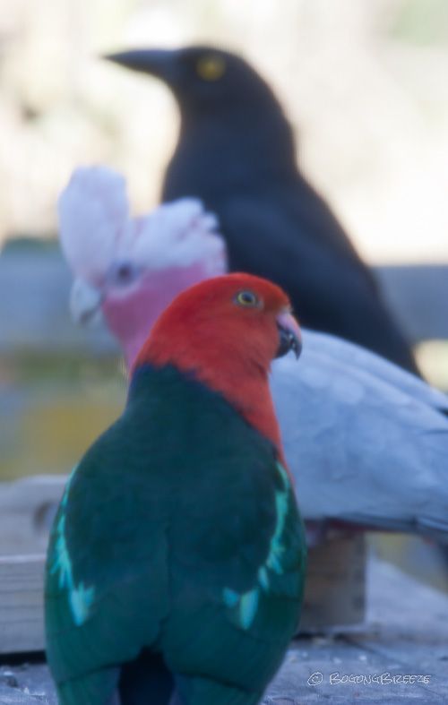 Three birds happily feeding together: King Parrot, Galah (pink and grey), and Currawong.