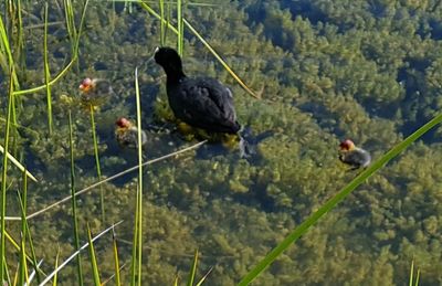 Mumma Coot and 3 babies