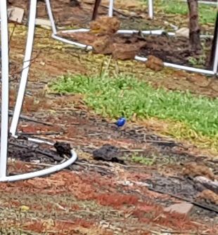 Splendid Blue Wren