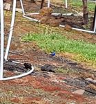 Splendid Blue Wren