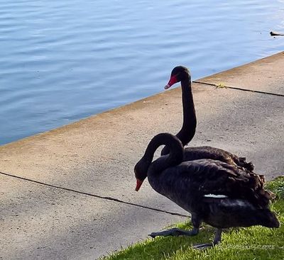 Swans on Albert Park Lake.