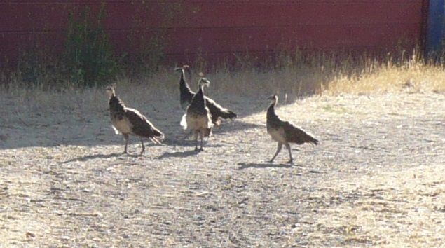 babypeacocks.jpg