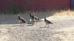 babypeacocks.jpg