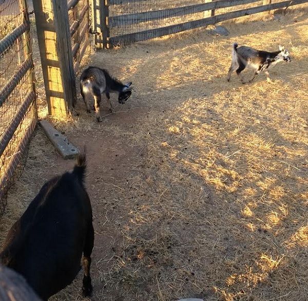 babygoats.jpg