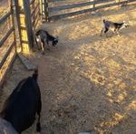 babygoats.jpg