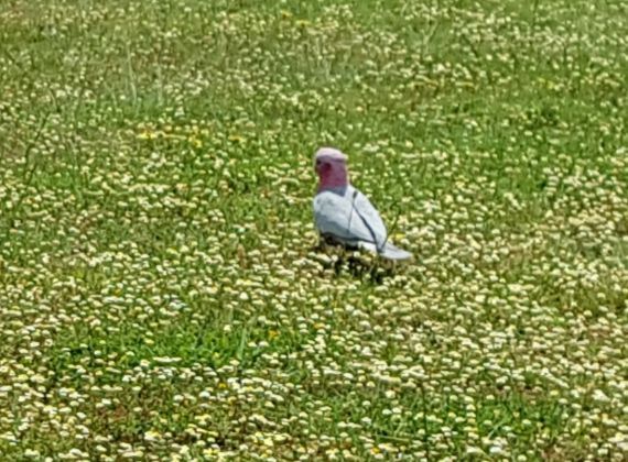 Past a Pink and Grey Galah in the grass