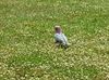 Past a Pink and Grey Galah in the grass