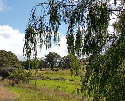 On past some cows in a paddock
