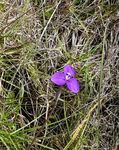 I saw wildflowers