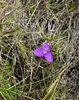 I saw wildflowers