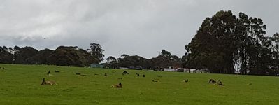 And kangaroos lazing