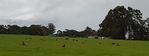 And kangaroos lazing