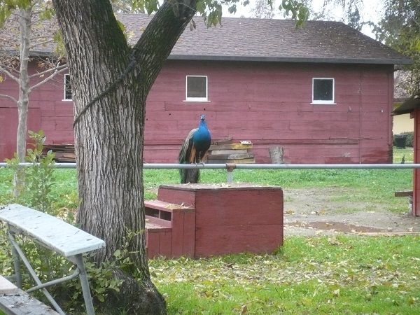 peacock.jpg