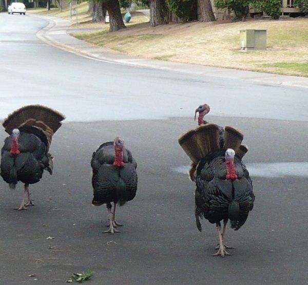 turkey.jpg