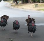 turkey.jpg