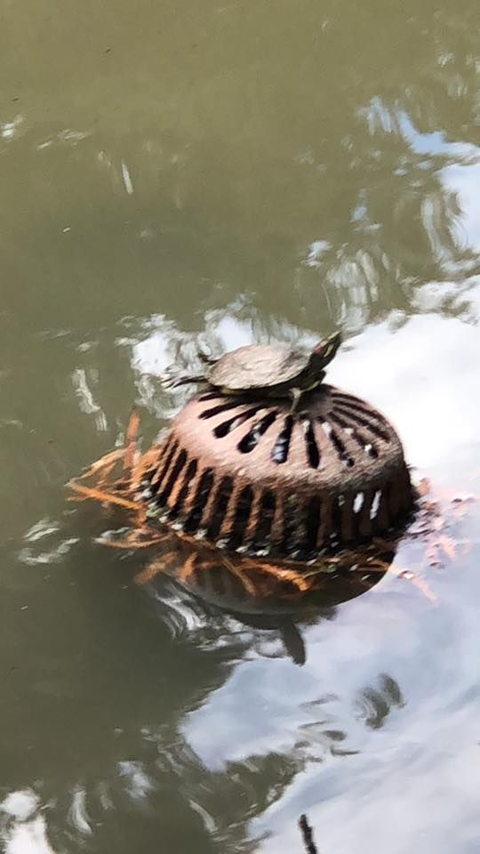 Turtle Sun Bathing