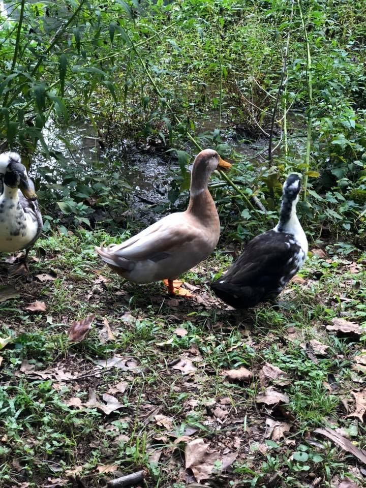 Duck Family enjoying a stroll
