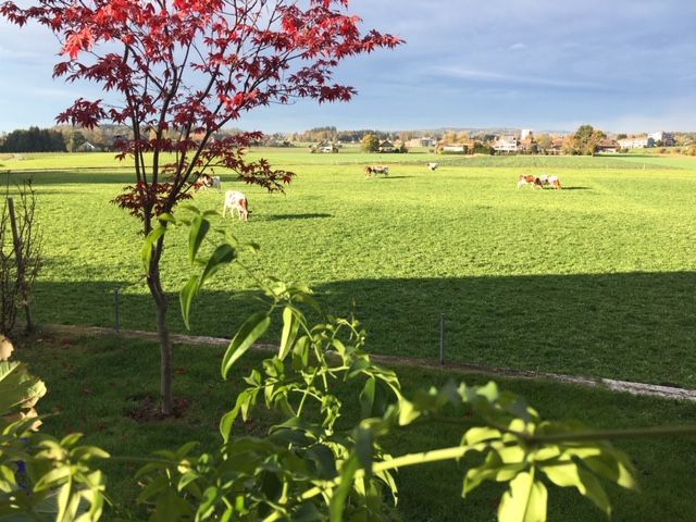 Looked out and the farmer has put cows in the field behind Brenda’s house. Gorgeous weather but chilly!