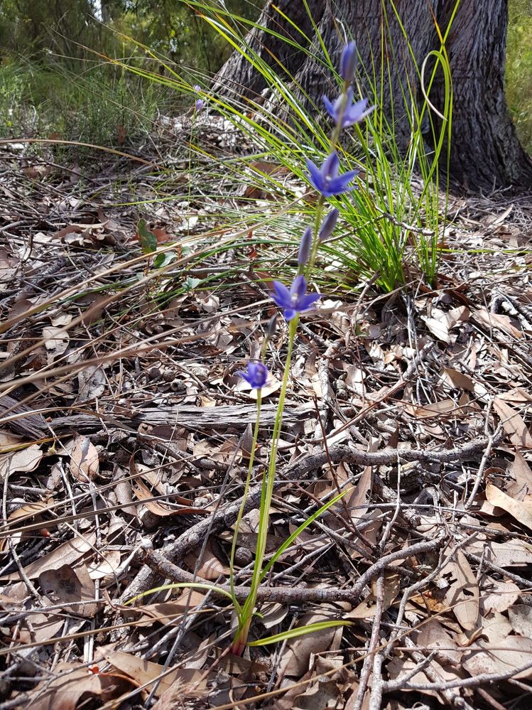 Scented Sun Orchid
