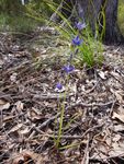 Scented Sun Orchid