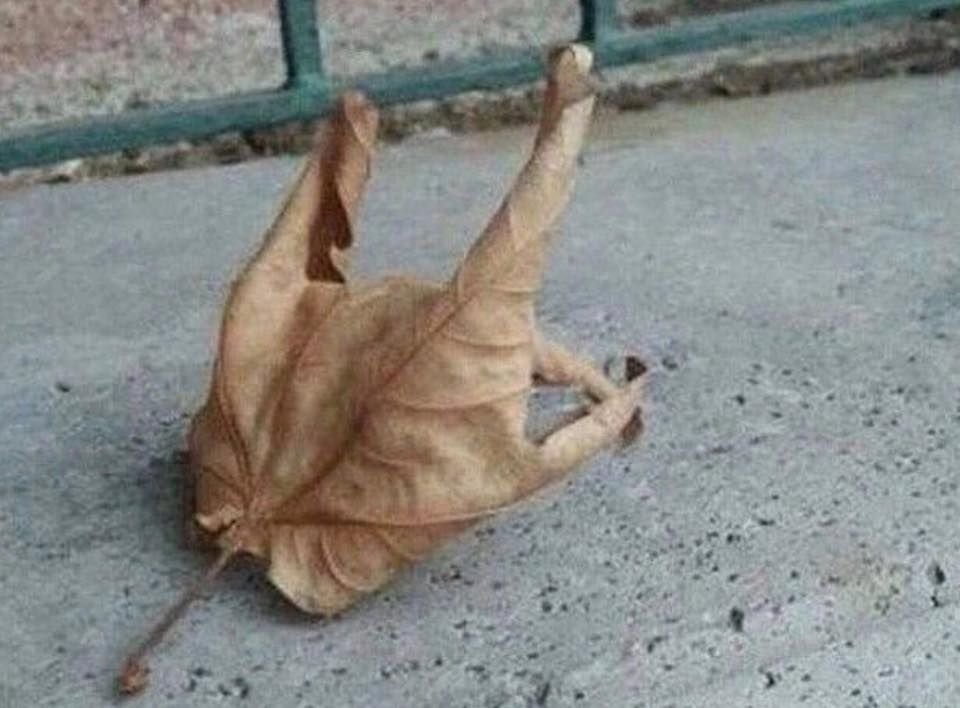 Fallw.jpg