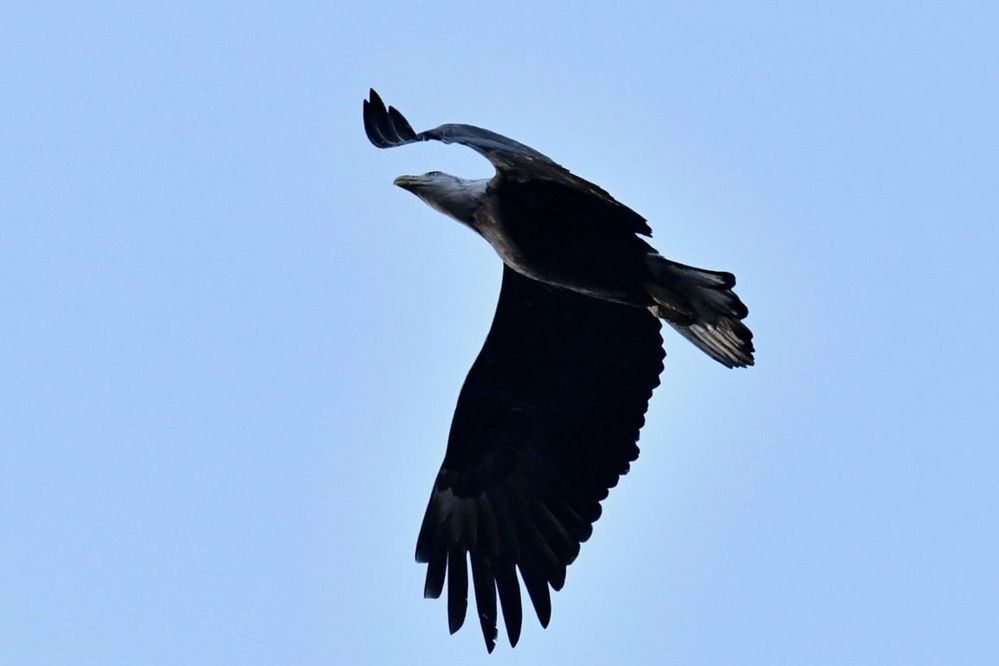 Bald eagle