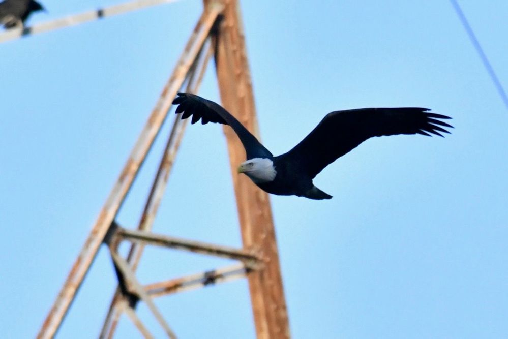 Bald eagle