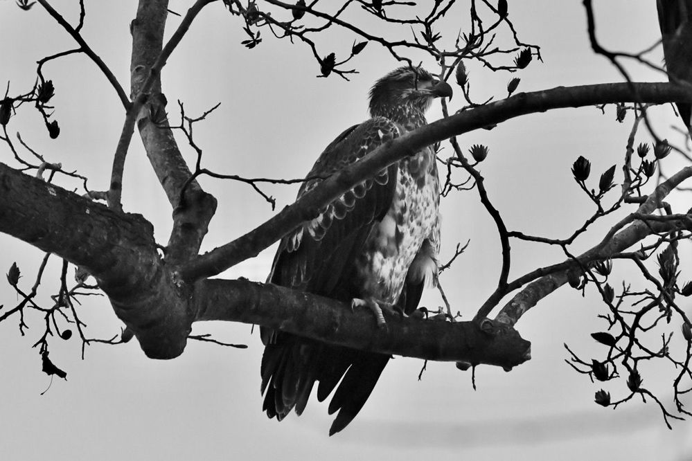 juvenile bald eagle