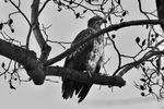 juvenile bald eagle