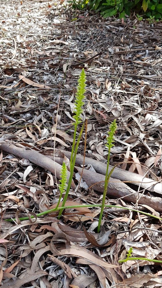 Native Orchid