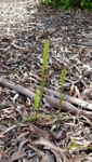 Native Orchid
