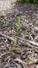 Native Orchid