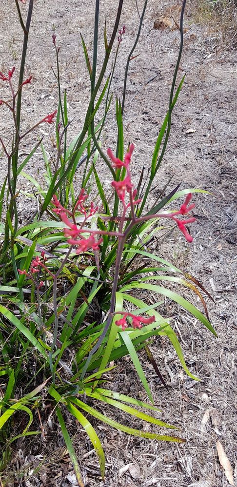 Red Kangaroo Paw