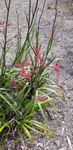 Red Kangaroo Paw