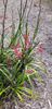 Red Kangaroo Paw