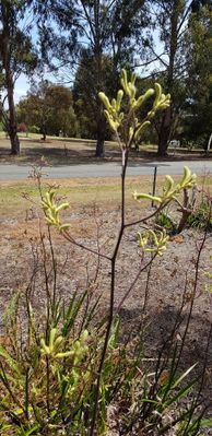 Green Kangaroo Paw