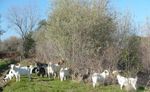 goats4.jpg