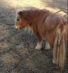 minipony.jpg