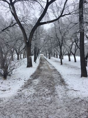 On my morning walk