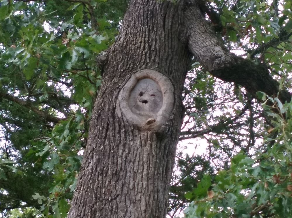 Smile face tree.jpg